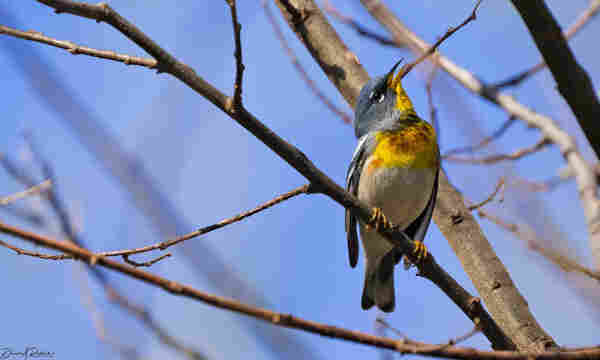 small bird with yellow bill, yellow throat, orangish upper breast, and white belly, singing from a bare branch