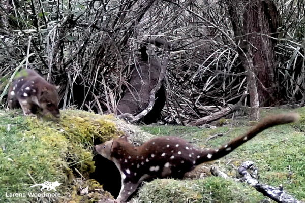 Photo of two young quolls playing outside a burrow covered in green grass and moss. The quolls are a rich, dark reddish brown with white spots over the body and tail.

The one in the foreground is side-on, has one arm in  the burrow, is slightly crouched and has its extremely long tail held out and up. Its body is sleek and streamlined.

Its sibling is on top of the grassy mound and looking down at the first one.
