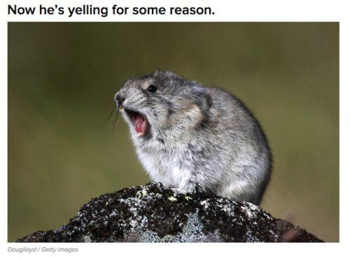 Still image. A small, round, floofy, handsome rodent with it's mouth wide open. Top text reads: "Now he's yelling for some reason."