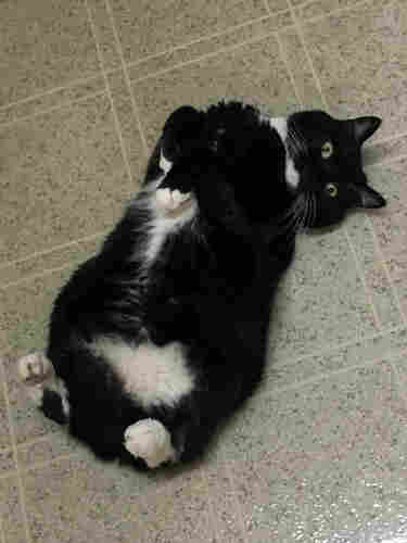 Eddie our tuxedo tailless cat lying on the floor with his white tipped feet up and head tilted to the side. 