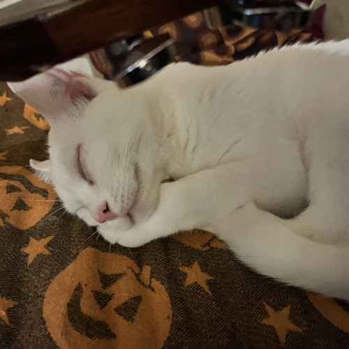 an unbelievably cute white kitten sleeps on an orange couch with her head resting on her arm, under her cheek, v very much like how I, a human, like to sleep