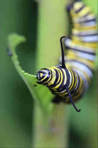 A closeup view of a yellow, black, and white striped caterpillar with long black antennae. It clings onto the stem of a plant in the background with its hind quarters, curling toward the camera along the remains of a leaf it is eating