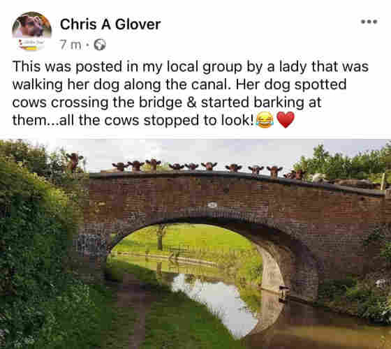 Social media post by Chris A Glover. Photo of a number of cows on a bridge looking towards the viewer. Only the tops of the cows' heads and ears are showing, and they look like muppets. I'm serious. 

The post reads: 

This was posted in my local group by a lady that was walking her dog along the canal. Her dog spotted cows crossing the bridge & started barking at them...all the cows stopped to look!