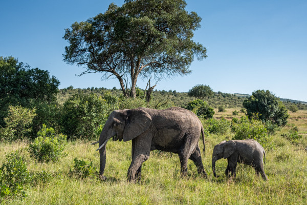 An adult elephant and a juvenile elephant walking through a grassy savanna with trees in the background.