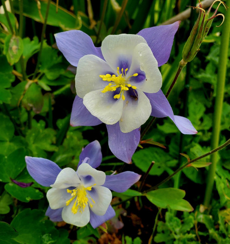 2 pretty Colorado blue columbine flowers. They're bicoloured, with purple petals on outside & inner petals are white with purple throats. The pistils are yellow.