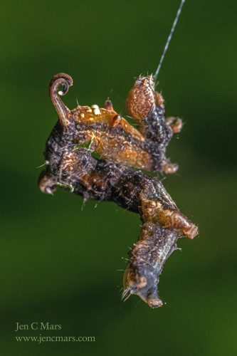 Photograph of a caterpillar, gripping a strand of silk in its mouthparts, spinning in midair against an out of focus green background. The caterpillar is brown and orange with distinctive curly tentacles sticking out from its back and some white bristly hair. 