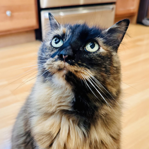 A photo of a tortie looking very intensely and cutely 