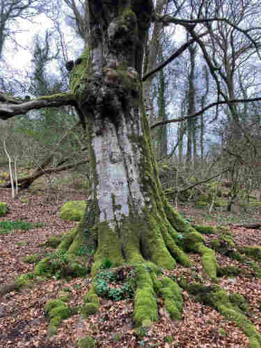Photo of the trunk of a big old beech tree growing in ancient woodland. The trunk is knotted and gnarly. Only a patch of grey bark is not blanketed in thick green moss. The exposed tops of roots radiating out are also mossy, and look quite tentacle-like, sinking into damp brown earth and copper-coloured leaves.  Mossy boulders litter the woodland floor behind. There are also smaller trees and fallen branches in the background. The sky is white-grey through the still winter-bare branches.
