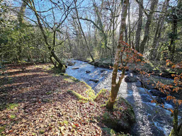 A wide stream running through woodlands in winter time. Most of the trees are bare and the ground is covered in dead leaves. A low sun is casting long shadows.