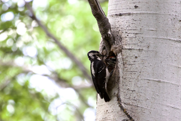 A mother Hairy Woodpecker perching at her nest hole in a large aspen trunk. Her baby (single as far as we can tell, sadly) has thrust its scraggly head out to meet her and get fed,  and kindly left it out long enough for me to snap a picture! Judging by beak size — because the spiky feathers standing up are a little deceptive — the baby’s head is perhaps three quarters the size of its mother’s already! She is sleek in black and white feathers, with a big dark eye in a graceful slender head with a strong bill. The baby’s eye is wreathed in wrinkles of black skin, and its feathers, stripes of white and black and a startling tomato-colored mohawk, are sticking out, looking fluffy or crusty by turns. Mom, morsel given up, looks pensive with her head tilted. Baby looks eager and its bill is open for its near-continuous peeping!