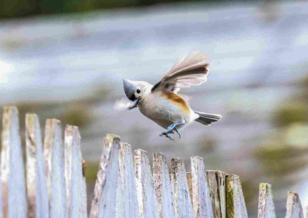 A titmouse (bird) mid hop across the fence.