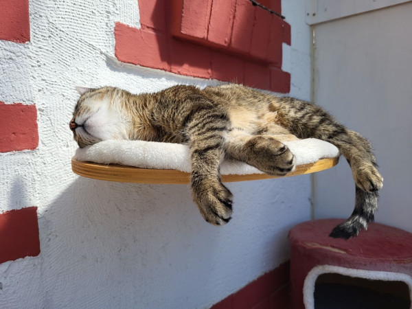 Tigerkatze Lissy liegt entspannt auf der Balkonplattform und lässt sich die Sonne auf den Pelz scheinen.
