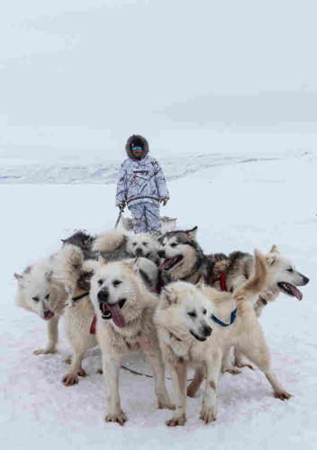 A team of Canadian Inuit Dogs stand in front of the driver and his qamutiq 