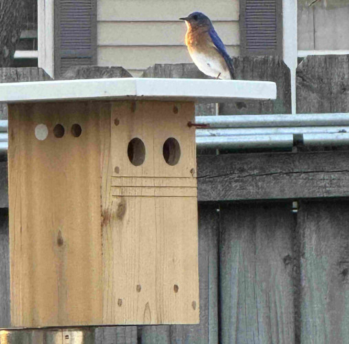 A male eastern bluebird sits on the roof of a two-holed bird mansion. 