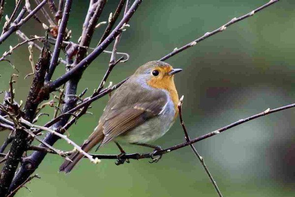 A little Robin sitting in a wet bush hoping for the rain to go away