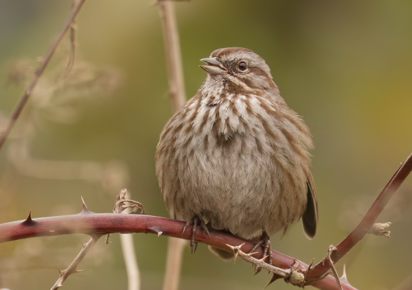 Song Sparrow sitting on a thorny branch
