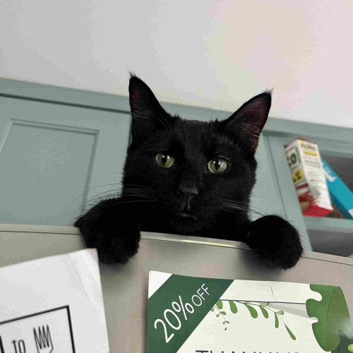 A cute black cat looks down from the top of a refrigerator with his face just peeking and peering down, and his front paws just over the edge of the fridge door. 