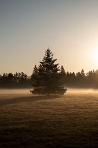 Ein alleinstehender Nadelbaum wird durch die gerade aufgehende Morgensonne angestrahlt. Die Wiese ist in leichten Nebel gehüllt.
