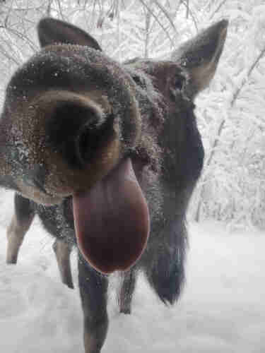 "Photo of a young moose standing in a snowy forest, taking a languorous lick of the glass window separating it from the photographer."
