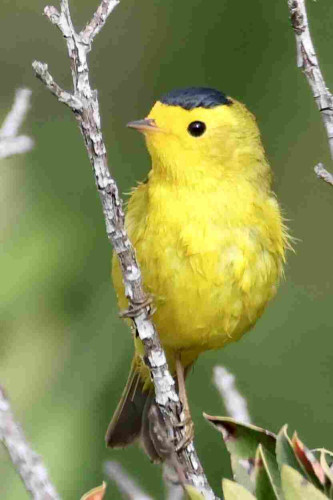 A bird the color of lemon icing with a black dot for an eye and a little black cap.