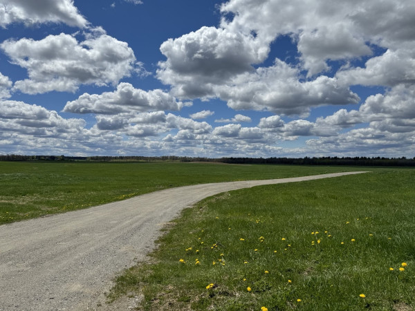 A gravel road leads through a green grass field, which is dotted with bright yellow flowers. 
The sky is popping blue, with puffy white clouds dotting to the horizon.
