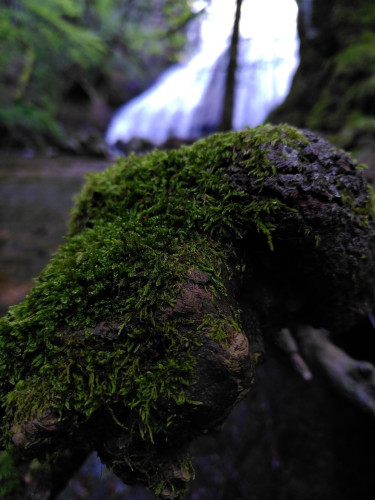 Mousse verte sur un rocher devant le bassin d'une cascade en arrière plan.