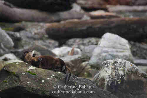 River otter on its back on a big boulder on the shoreline.