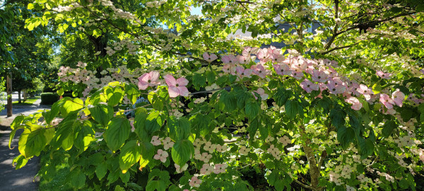 Horizontal dogwood branch with green leaves and pink and white flowers