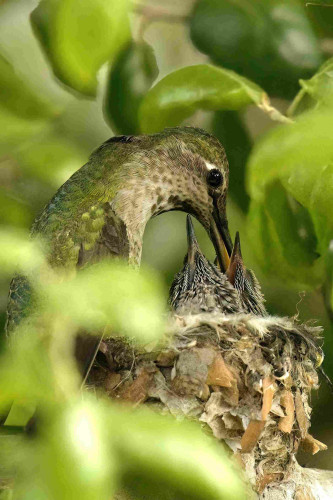 A female Anna’s hummingbird feeding two chicks in a nest among green leaves