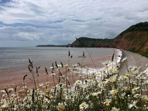 A photo taken from a cliff side path. In the foreground, almost taking up the lower third of the frame, is a patch of oxeye daisies - white petals with a bright yellow centre, single flower heads growing on tall stems - and flowering grasses growing on the cliff. 
Through the flowers is a view of a coastline - dark red sandstone cliffs that curve around from the right, enclosing a pebble beach in the lower half of the frame. 
Waves break against the shore, white foam on water that is red from the sand. A couple of hardy swimmers brave the cold and lively water. 
Further back from the shoreline and the scouring effect of the waves the water is grey-blue. Sunlight sparkles on the ridged surface.
A couple of rock stacks punctuate the end of the headland, just left of centre. 
The red cliffs continue on in the middle distance, the coastline beyond just a hazy thin grey line on the horizon.
The sky is thick with white cloud but patches of blue break through.