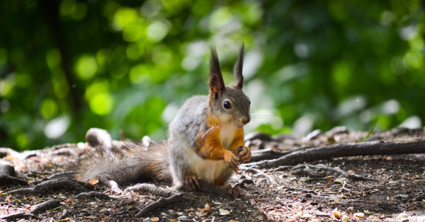 Picture a squirrel in a forest, they have very long tufts ears & sharp looking claws , looking vey much like a vampire !