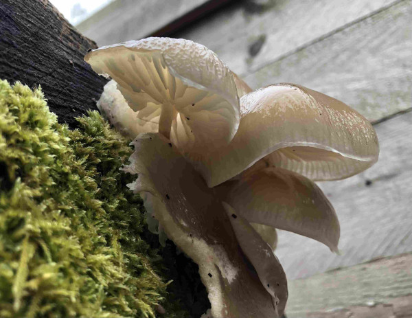 Low shot of the side and underside of a cluster of gilled mushrooms growing out of a branch which has a patch of green moss growing on it. The background is the wooden slats of a raised bed. 