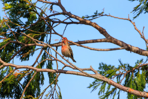 A male house finch sings from his perch in a cypress tree on a sunny and windy day. 

"Honk" is written in all caps several times near the bird's open beak.