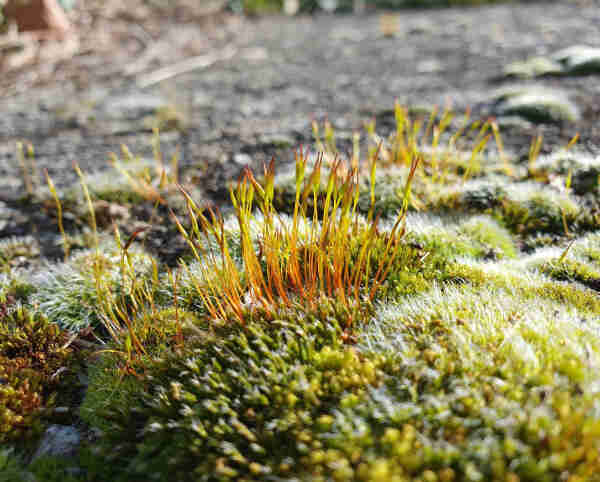 Close-up photography of a patch of green moss growing on concrete. The moss has a small forest of red and green spore-bearing antennas sprouting on the middle.