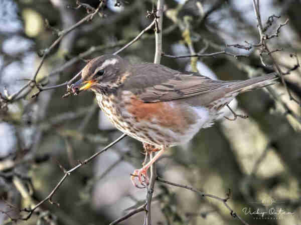 Redwing after a berry on the tree - www.vickyoutenphotography.com 
