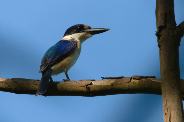 Juvenile Forest Kingfisher perched in a dead horizontal branch facing away from, but turned back toward the camera. Background is a cloudless blue sky