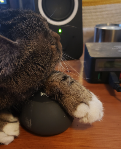 A brown tabby rests her head on a computer mouse holding it between her paws. Looking off as if distracted ... as if this were a perfectly ordinary thing to do. 