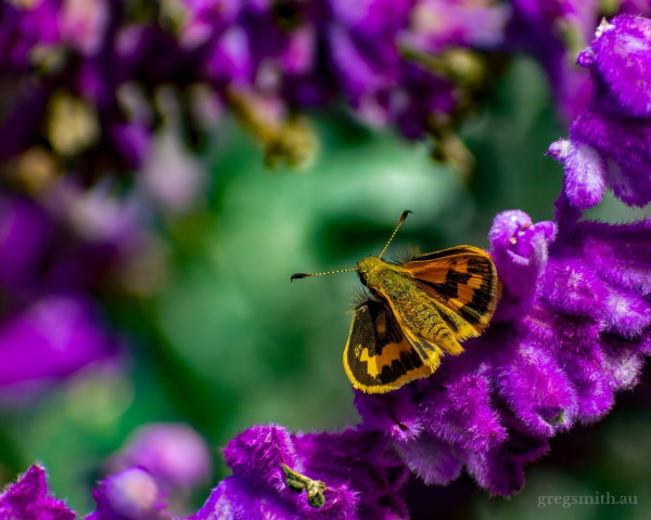 A green grass-dart butterfly, Ocybadistes walkeri, on a bed of purple flowers.