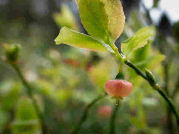 European blueberry blossom hanging off a branch. It's tiny, about 5 millimetres across, shaped like a Chinese lantern or maybe a wide vase turned upside down. A warm pink flower against light green new leaves.