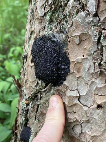 A black sort of blob shape growing on tree bark. Kind of looks like asphalt. 