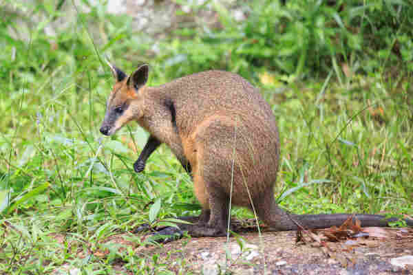 A brown and black wallaby sits on a large granite boulder surrounded by lush green grass. She is facing left, and has her ears pricked up in different directions and appears to be quite pensive.