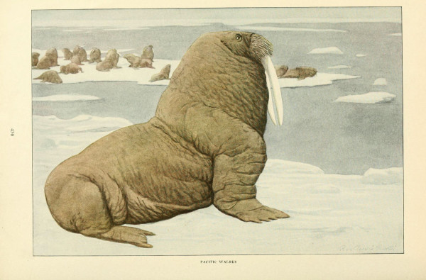 Walrus illustration, from the source cited above