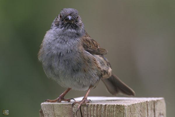 a small brown and grey/blue bird stood on a fence post