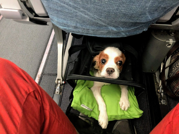 Photo of Cookie in a plane