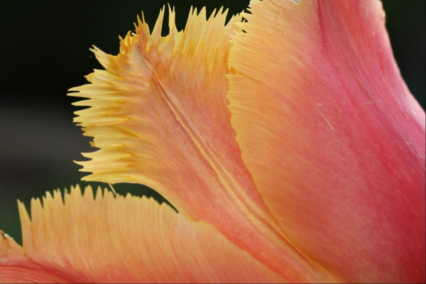 A close up, side on view of a bright orange and red tulip against a near-black shadowed background. The petals have spikes and frills along the top edge, and we're looking at the junction of three such overlapping petals