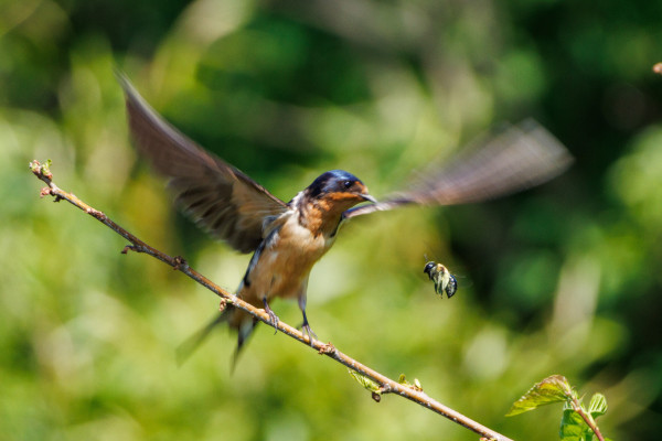 a barn swallow on a thin branch next to a large yellow and black bumble bee. the swallow has both wings spread wide as if it is excitedly showing the bee how large something was. the swallow is iridescent blue on its head and back and deep orange on its throat and light orange white on its belly.