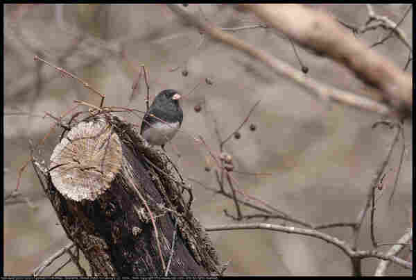 A Dark-eyed Junco (Junco hyemalis) was standing on the end of a dead tree trunk that had been sawed off in Norman, Oklahoma, United States on February 21, 2024.