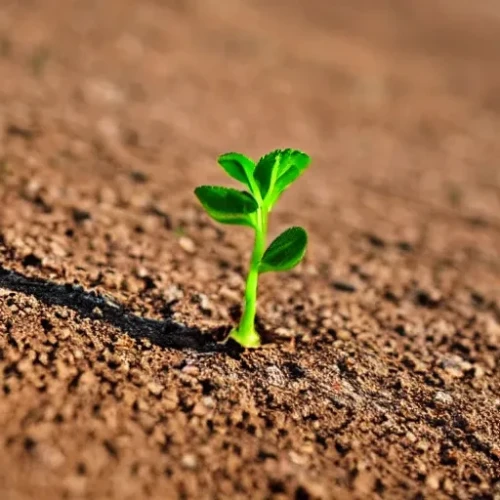 A single green sprout growing in a bare field.