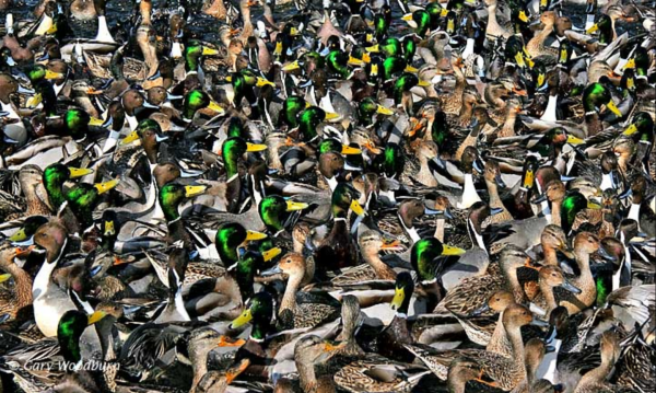 A duck for every time Teams on Firefox lost connection during a 90 minute meeting. 
