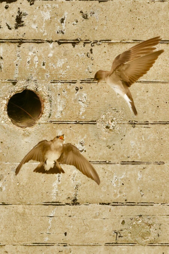 Two coffee-with-cream colored birds hover in the air and screech at each other. A circular opening in a wall behind them contains a nest (but you can’t see into it in this photo.)